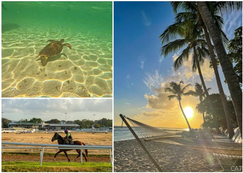 Barbados highlights — swimming with turtles, racehorses at the Garrison Savannah, and a Caribbean sunset