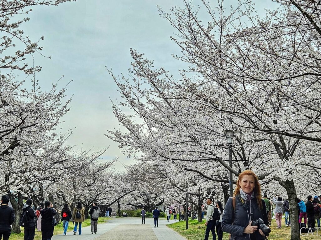  Japón en 20 Días: Itinerario con Cerezos en Flor y las Ciudades Principales: Cerezos en flor en Osaka