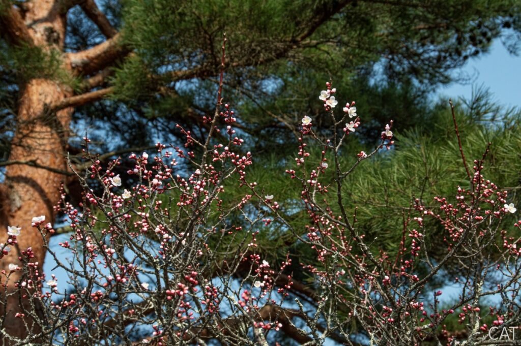 Odawara, Hakone, Fujiyoshida & Nagoya: Castles, Onsen, Fuji