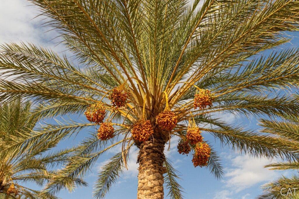 8 days in Tunisia
