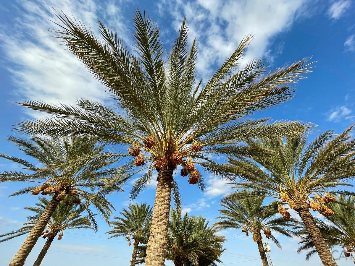 8 days in Tunisia