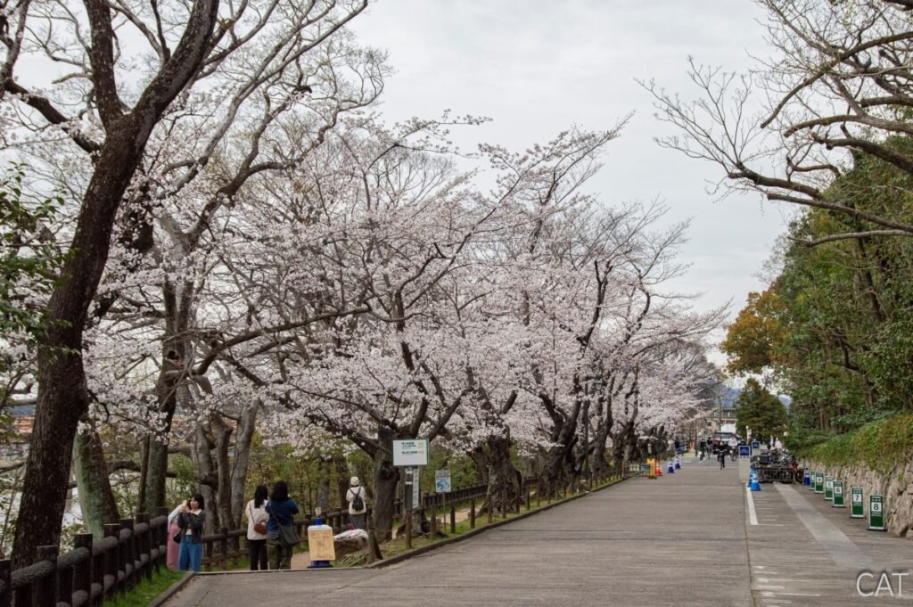 Day 3_Okayama_Korakuen Garden_