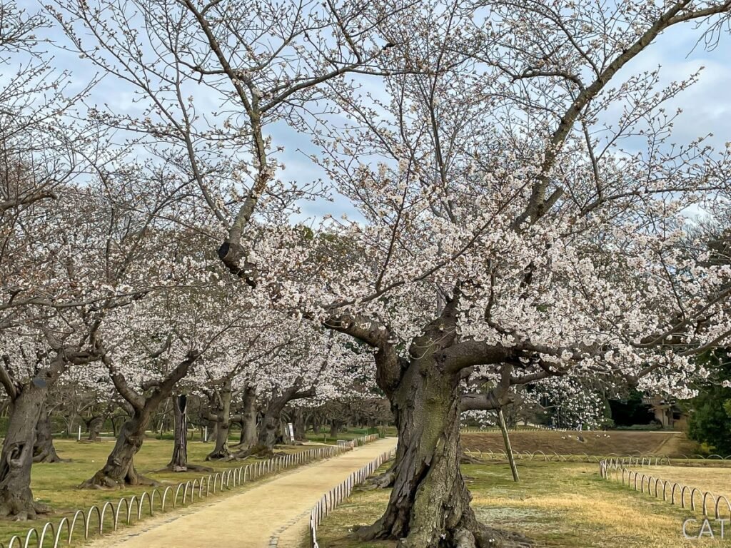 Day 3_Okayama_Korakuen Garden_