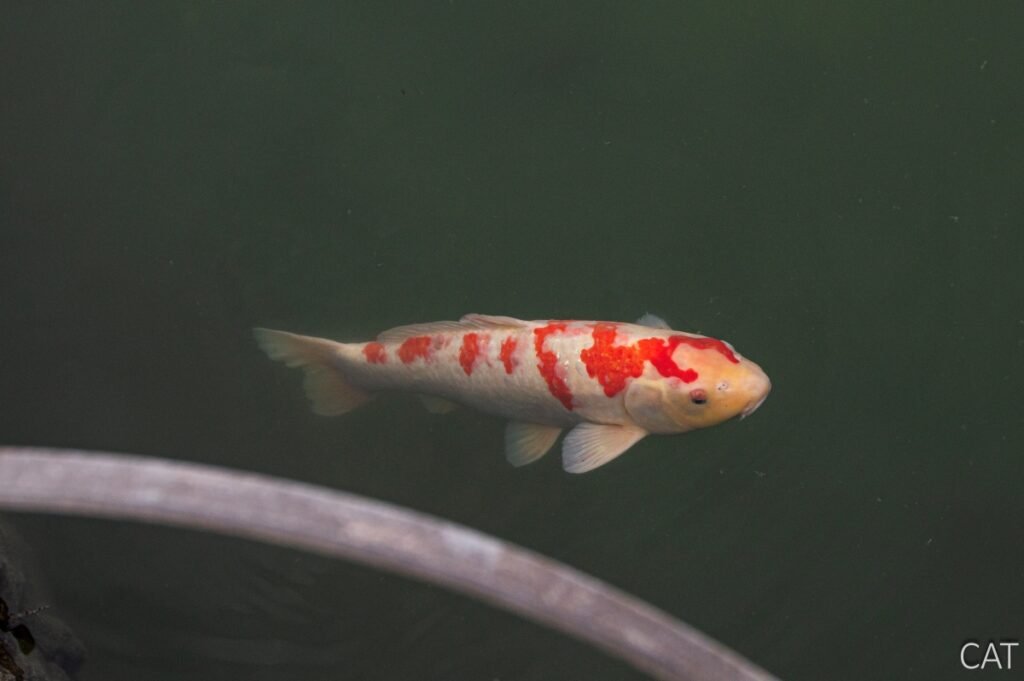 Day 3_Okayama_Korakuen Garden_