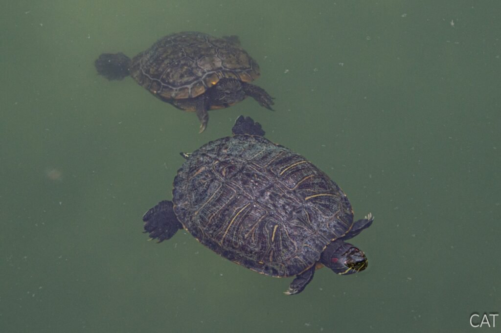 Day 3_Okayama_Korakuen Garden_