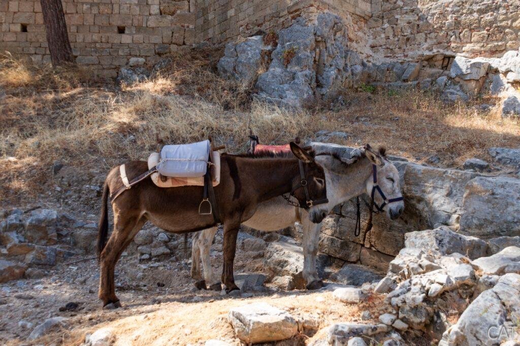 5 days in Rhodes