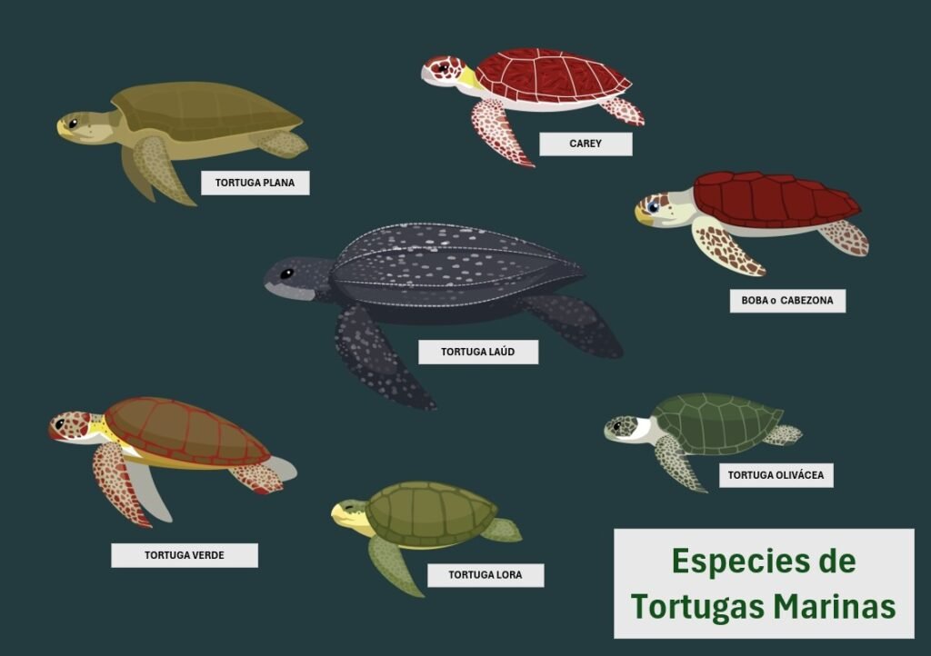 Especies de tortugas marinas