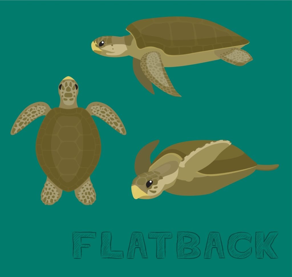 Flatback Turtle