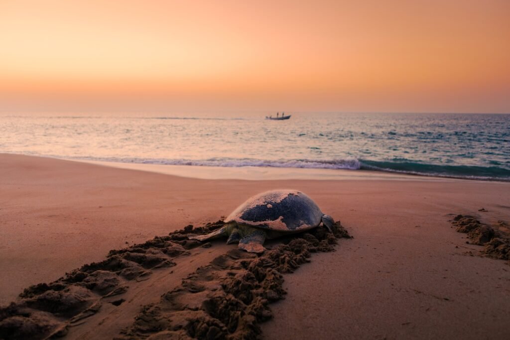 Green turtle returning to the sea