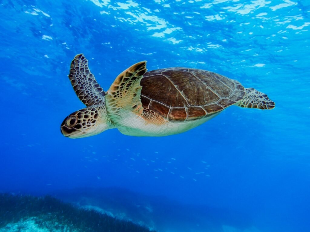 Green Sea Turtle swimming