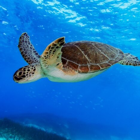 Sal, Cape Verde: Sharks, Turtles & Turquoise Water