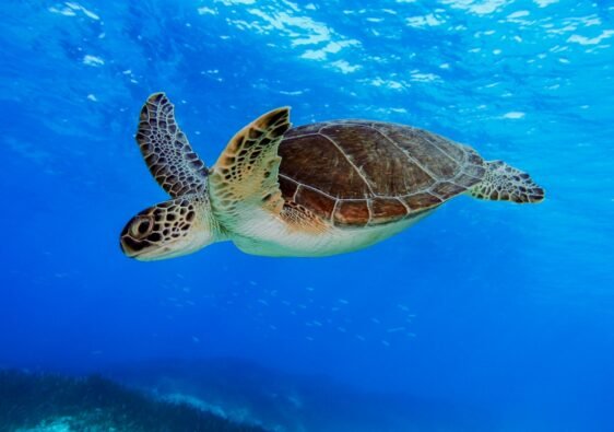 Green Sea Turtle swimming