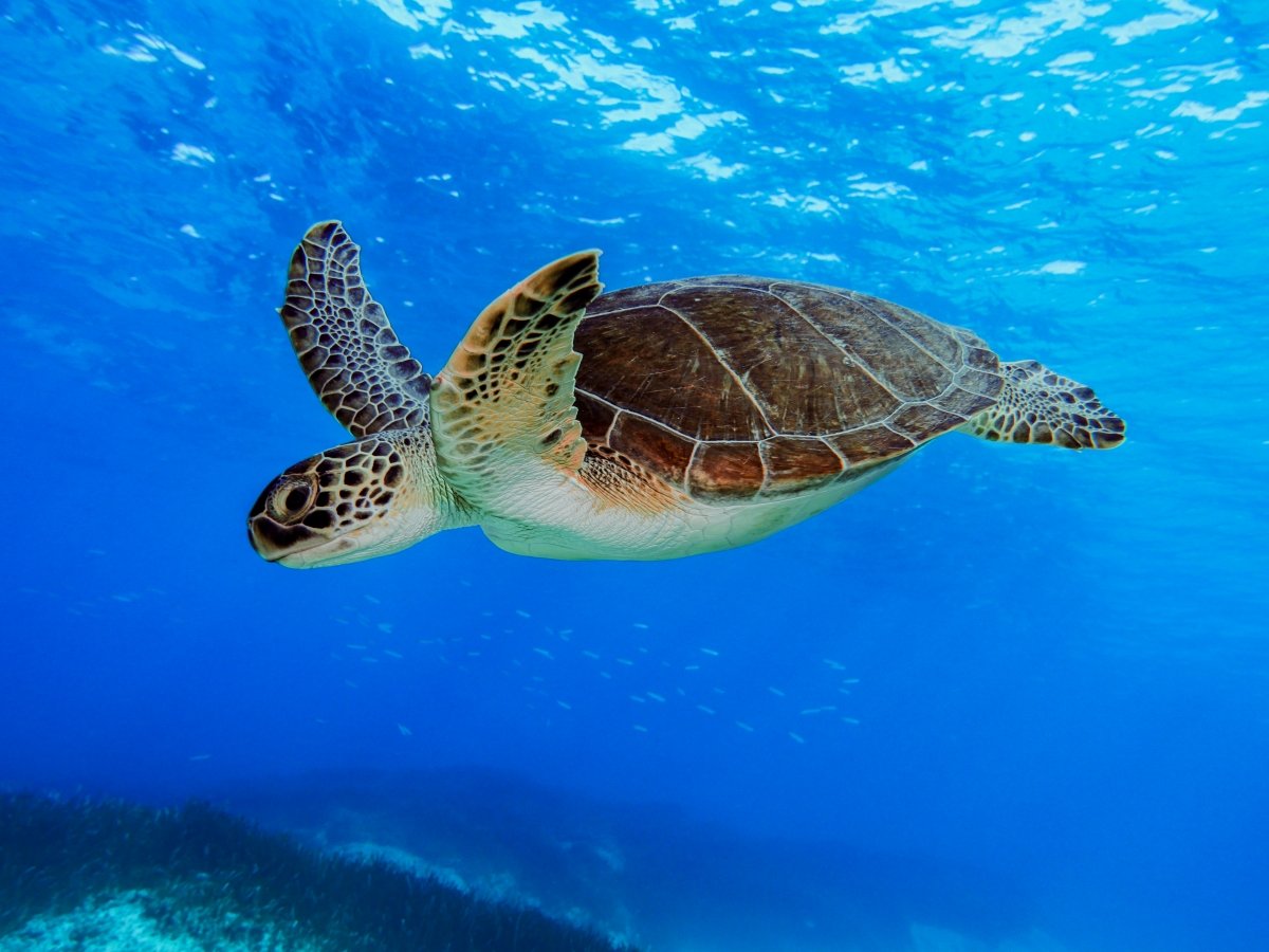 Green Sea Turtle swimming