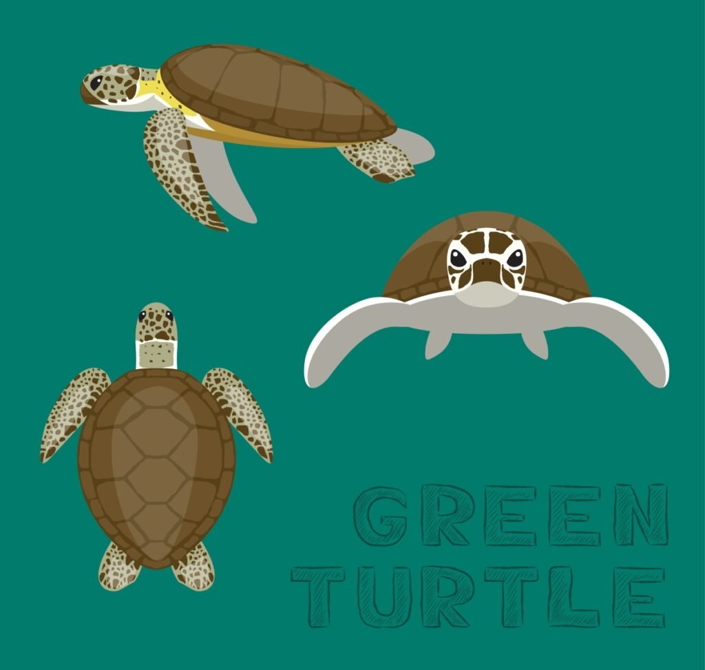 Green Turtle