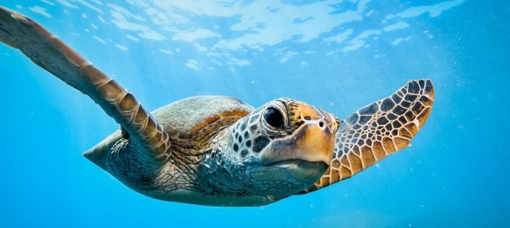 Green Turtle approaching