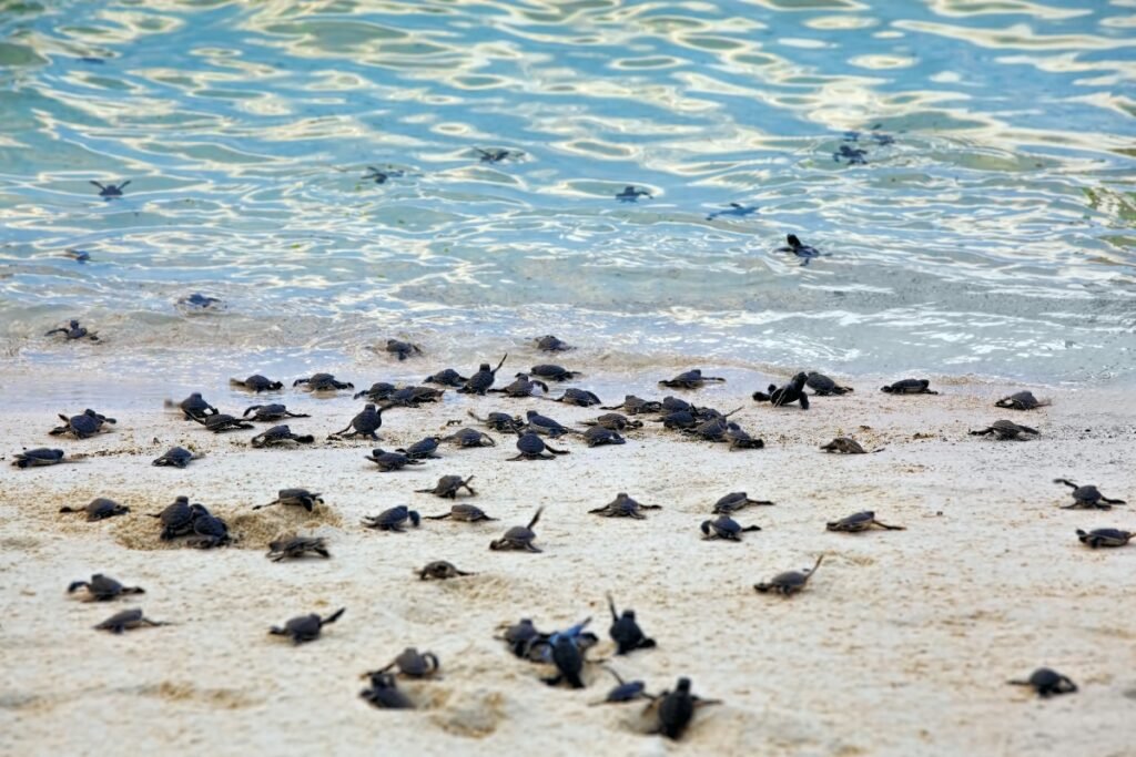 Crías de tortuga