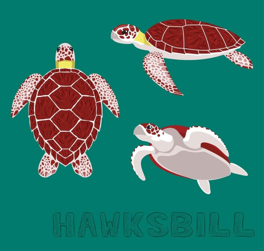 Hawksbill Turtle