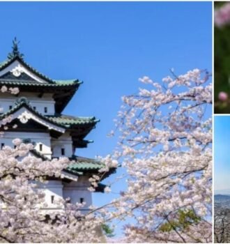 Japan Cherry Blossoms
