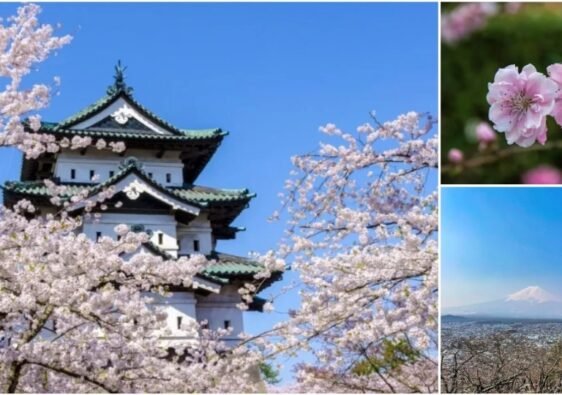 Japan Cherry Blossoms