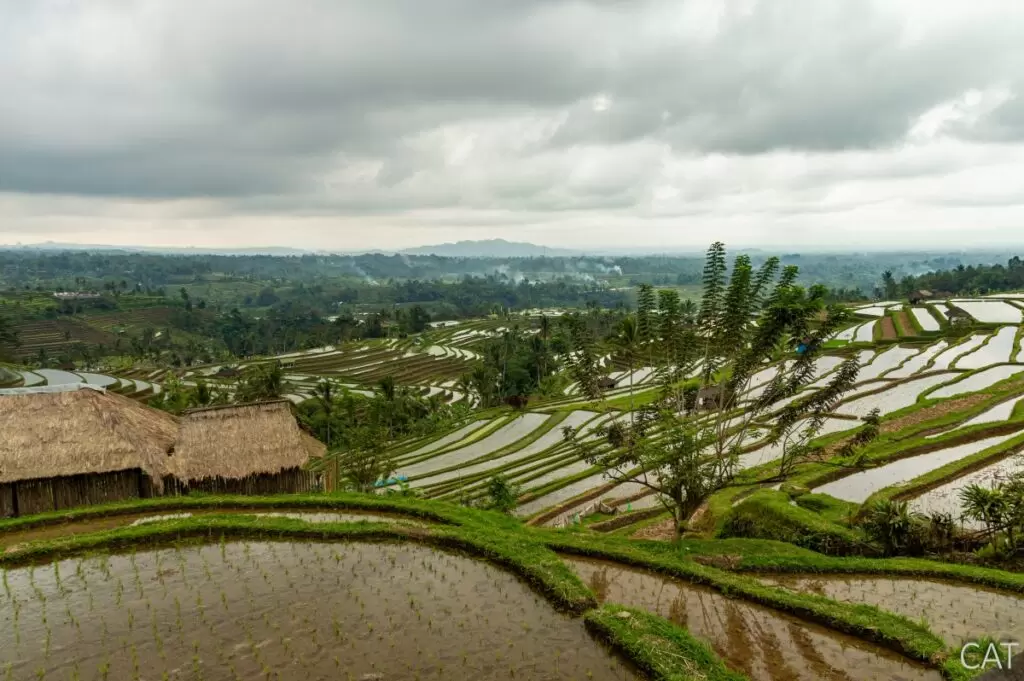 Bali in 7 days- Jatiluwih
