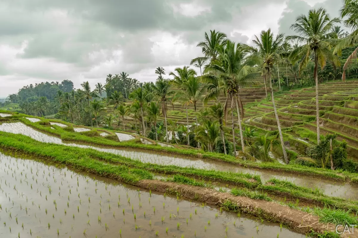 Bali in 7 days