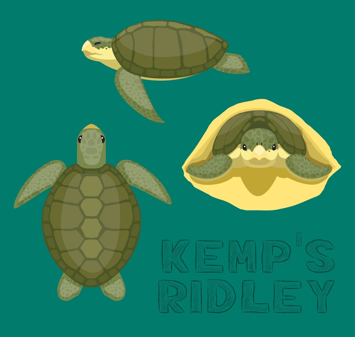 Kemp's Ridley Turtle