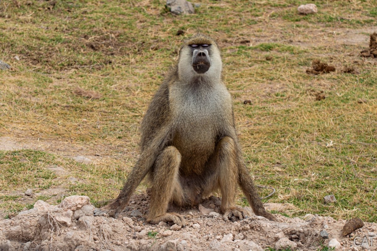 The Big 5 (Kenya and Tanzania)