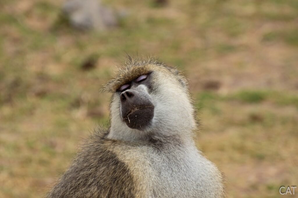 The Big 5 (Kenya and Tanzania)
