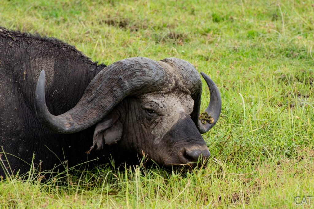 The Big 5 (Kenya and Tanzania)