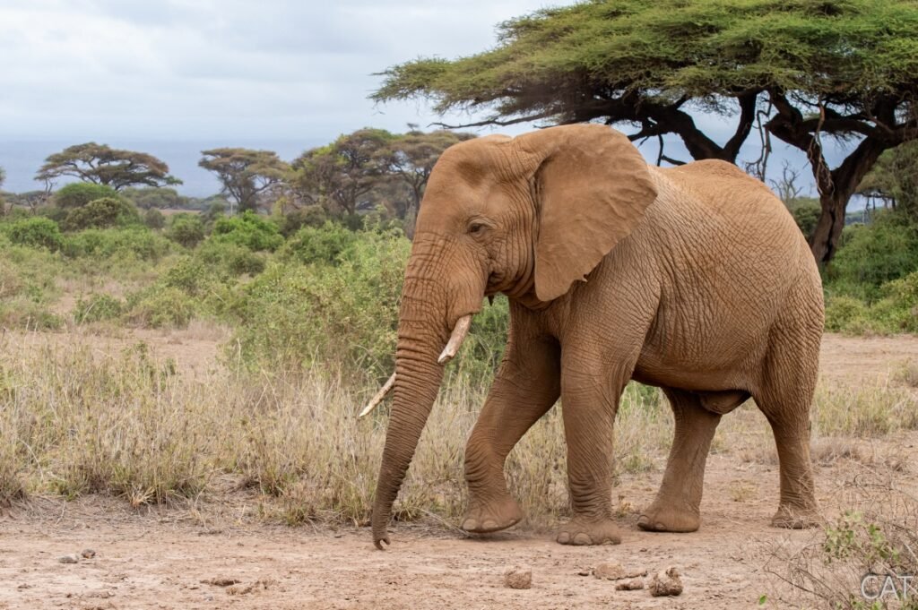 The Big 5 (Kenya and Tanzania)