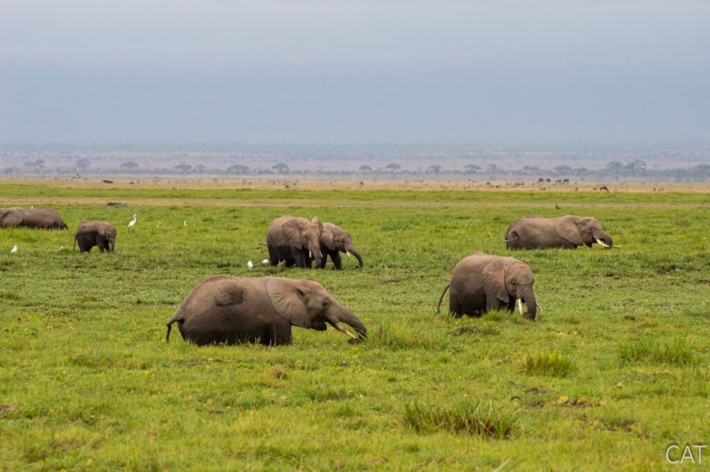 The Big 5 (Kenya and Tanzania)