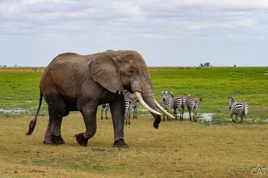 The Big 5 (Kenya and Tanzania)