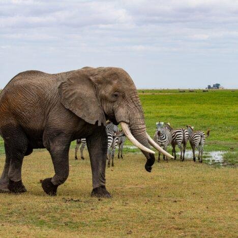 Tanzania — Información de Viaje