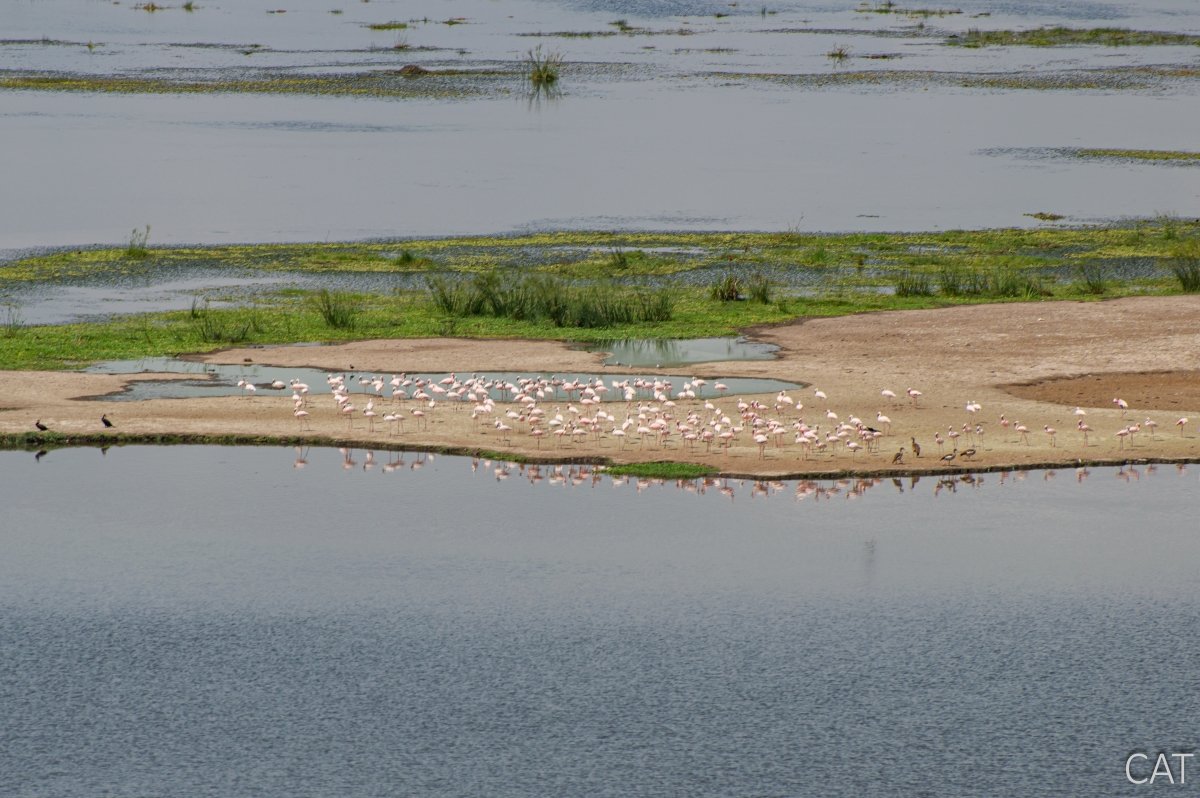 The Big 5 (Kenya and Tanzania)