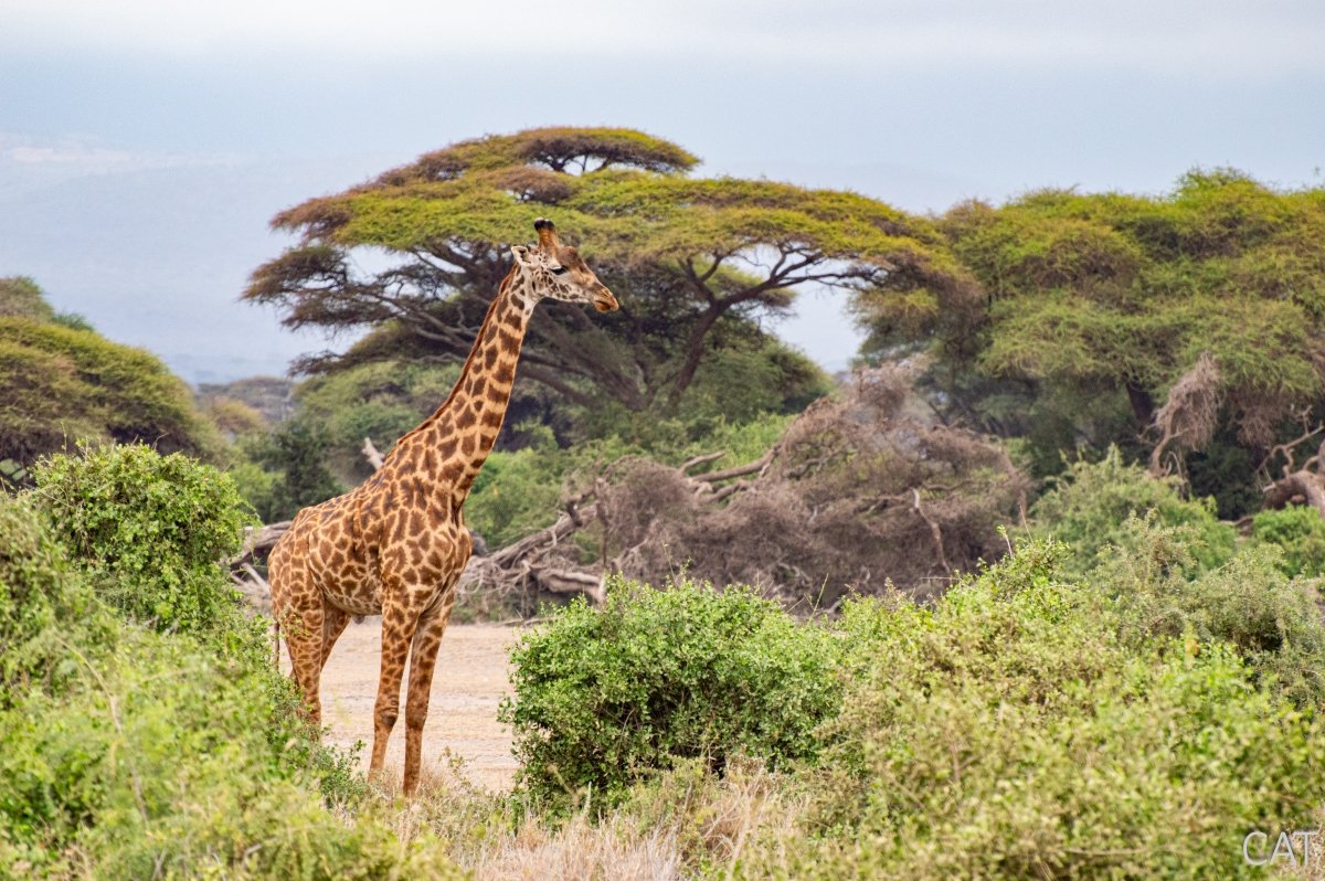 The Big 5 (Kenya and Tanzania)