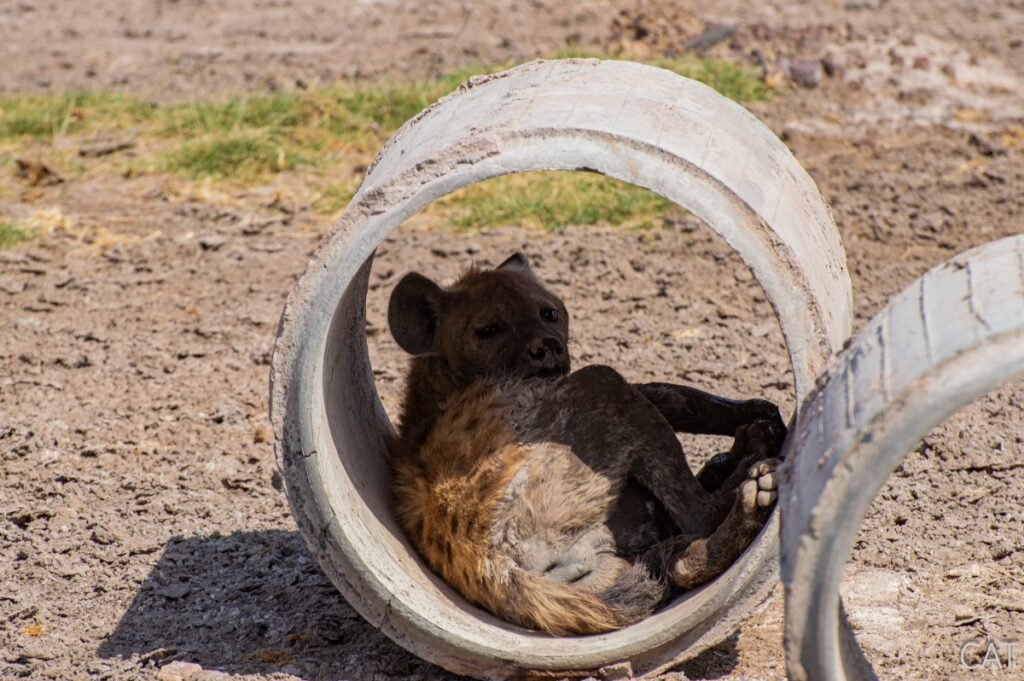 The Big 5 (Kenya and Tanzania)