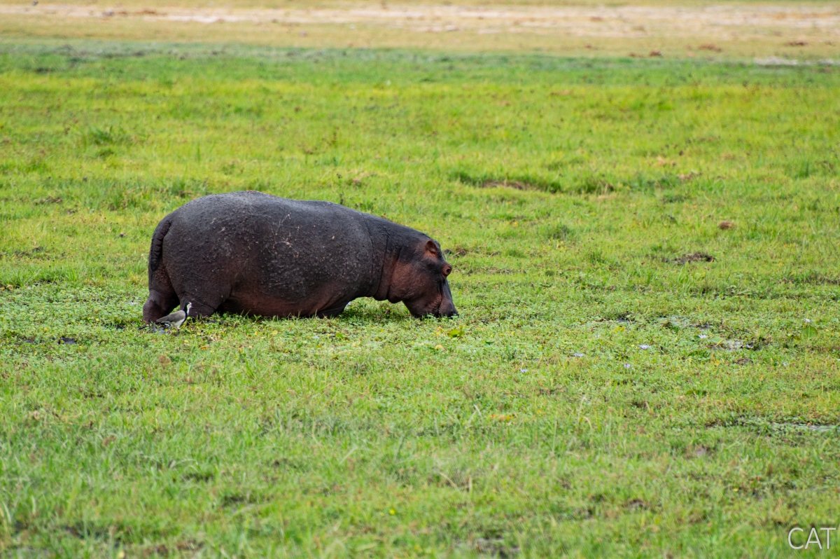 The Big 5 (Kenya and Tanzania)