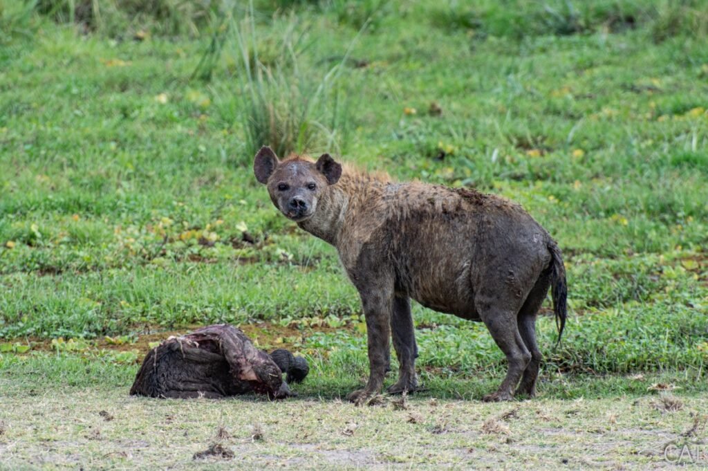 The Big 5 (Kenya and Tanzania)
