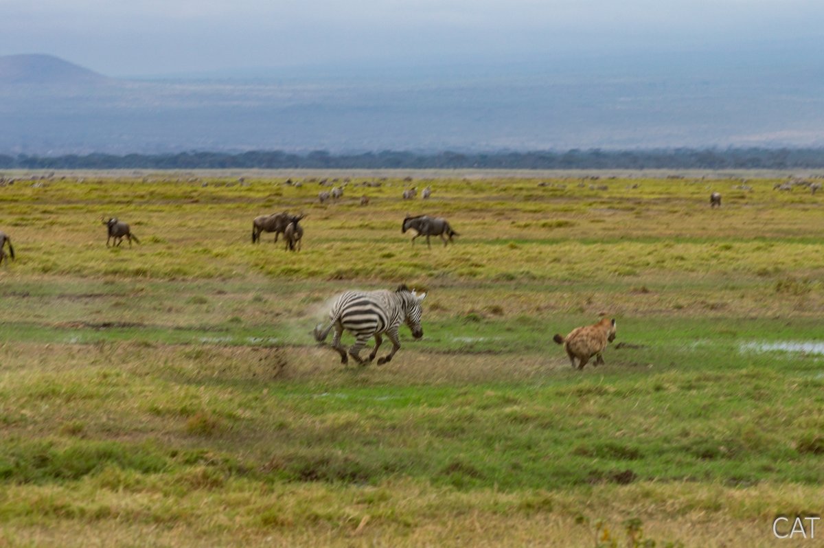 The Big 5 (Kenya and Tanzania)