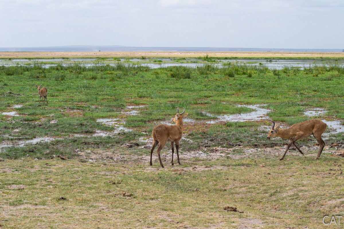 The Big 5 (Kenya and Tanzania)
