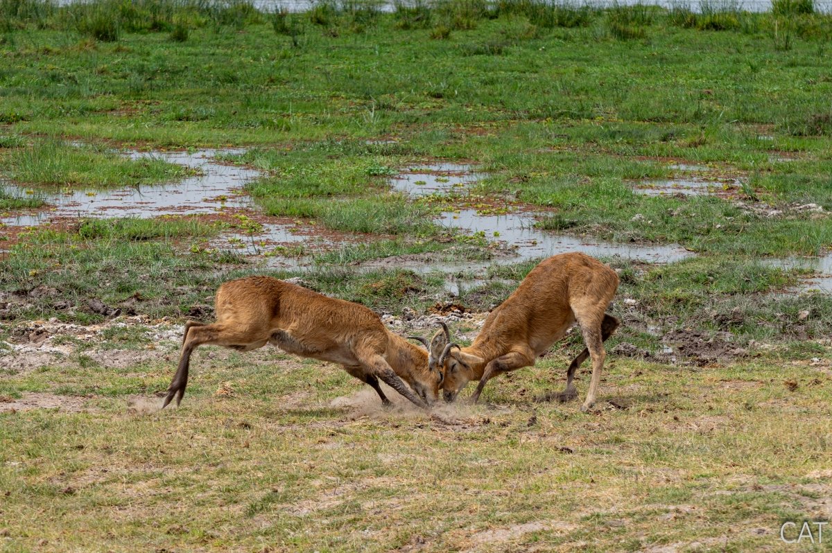 The Big 5 (Kenya and Tanzania)