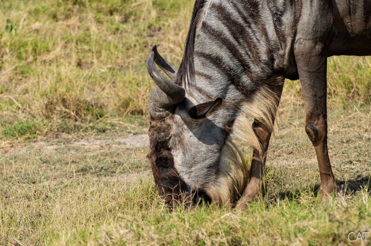 The Big 5 (Kenya and Tanzania)