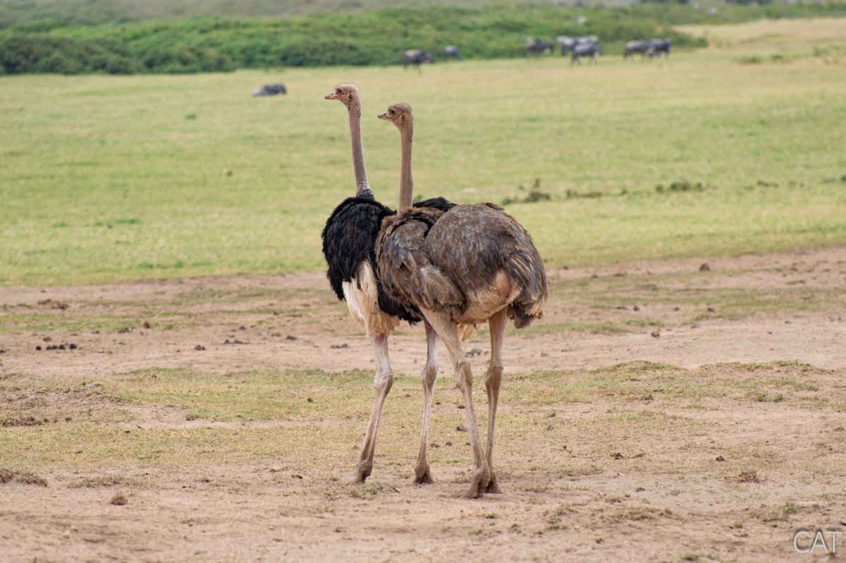 The Big 5 (Kenya and Tanzania)