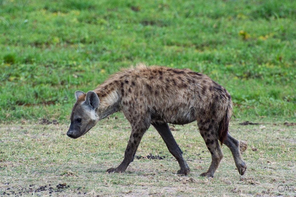 The Big 5 (Kenya and Tanzania)