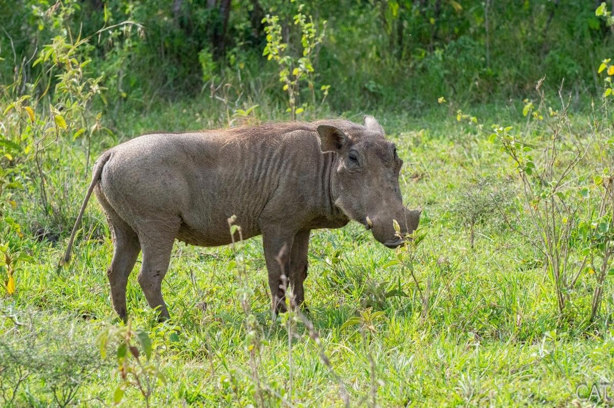 The Big 5 (Kenya and Tanzania)