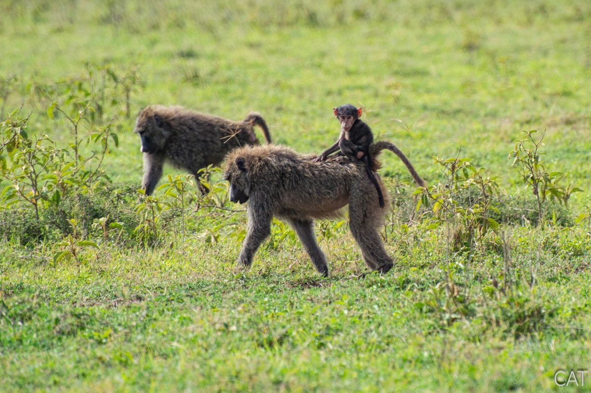 The Big 5 (Kenya and Tanzania)