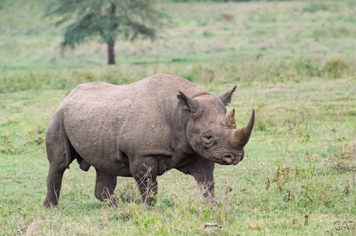 The Big 5 (Kenya and Tanzania)