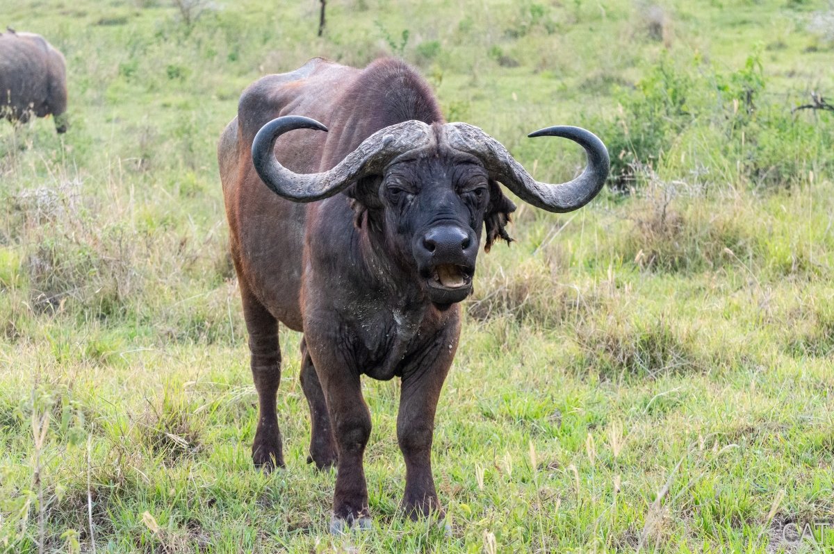 The Big 5 (Kenya and Tanzania)