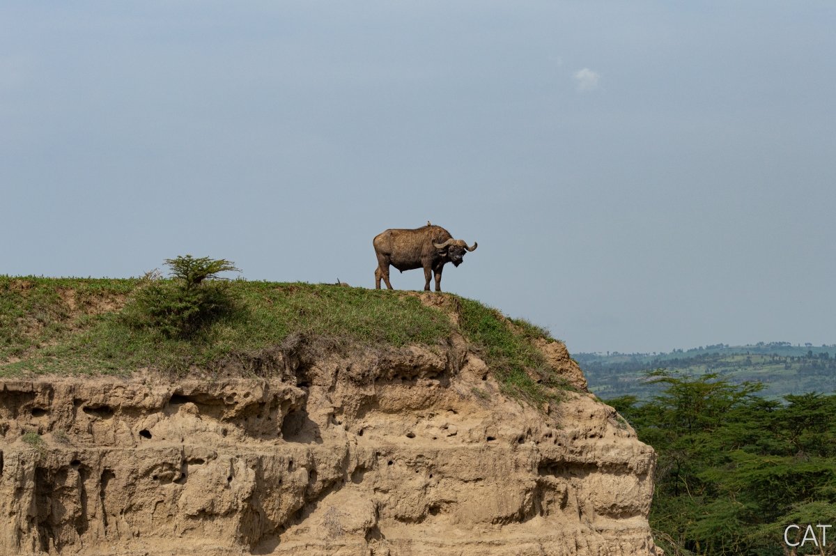 The Big 5 (Kenya and Tanzania)
