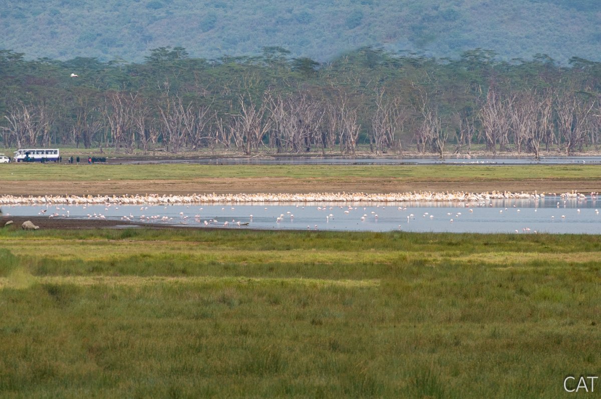 The Big 5 (Kenya and Tanzania)